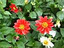 大理花-花13.JPG