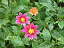 大理花-花15.JPG