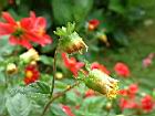 大理花-花06.JPG