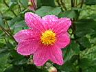 大理花-花4.JPG