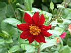 大理花-花5.JPG