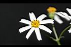 大花咸豐草-花04.jpg