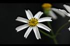 大花咸豐草-花07.jpg