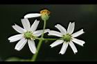 大花咸豐草-花18.jpg