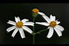 大花咸豐草-花21.jpg