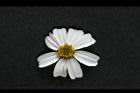 大花咸豐草-花26.jpg