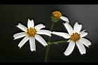 大花咸豐草-花28.jpg