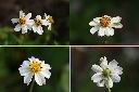 大花咸豐草-花1.jpg