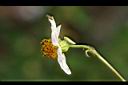 大花咸豐草-花側00.jpg