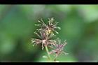 大花咸豐草-種子00.jpg