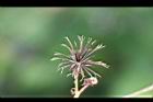 大花咸豐草-種子05.jpg