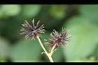 大花咸豐草-種子07.jpg