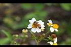 大花咸豐草-花03.jpg