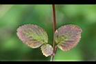 大花咸豐草-葉05.jpg