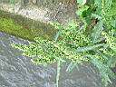 羊蹄-花5.JPG
