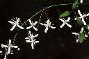 大肚山威靈仙-花02.JPG