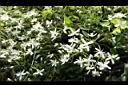 大肚山威靈仙-花序00.JPG