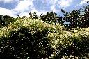 大肚山威靈仙00.JPG