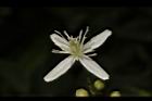 大肚山威靈仙-花36.JPG