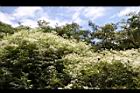 大肚山威靈仙02.JPG