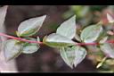 大花六道木-葉2.JPG