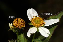 大花咸豐草-花44.JPG