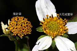 大花咸豐草-花47.JPG
