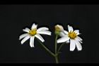 大花咸豐草-花02.jpg