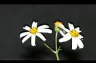 大花咸豐草-花03.jpg