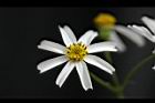大花咸豐草-花10.jpg