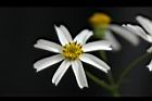大花咸豐草-花11.jpg