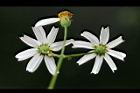 大花咸豐草-花19.jpg