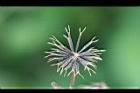大花咸豐草-種子02.jpg