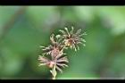 大花咸豐草-種子06.jpg