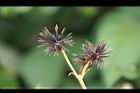 大花咸豐草-種子08.jpg