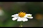 大花咸豐草-花34.jpg