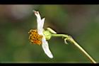 大花咸豐草-花側01.jpg