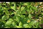 大花咸豐草-葉04.jpg