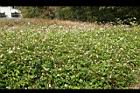 大花咸豐草10.jpg