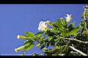 大花曼陀羅-花01.JPG
