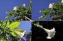 大花曼陀羅-花1.jpg