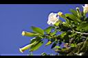 大花曼陀羅-花11.JPG