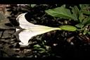 大花曼陀羅-花29.JPG