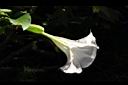 大花曼陀羅-花38.JPG