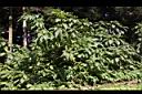 大花曼陀羅06.JPG