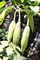 大花曼陀羅-實03.JPG