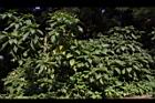 大花曼陀羅-實19.JPG