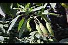 大花曼陀羅-實24.JPG