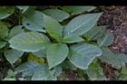 大花曼陀羅-幼株04.JPG