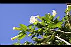 大花曼陀羅-花00.JPG